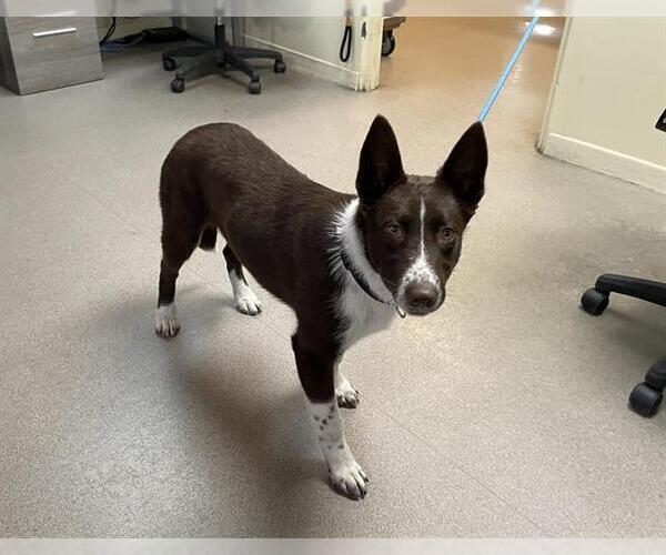 Medium Photo #1 Mutt Puppy For Sale in Pasadena, CA, USA