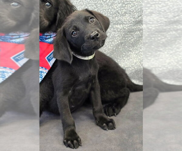 Medium Photo #3 Labrador Retriever-Unknown Mix Puppy For Sale in Lakewood, CO, USA