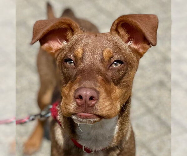 Medium Photo #26 Mutt Puppy For Sale in Canton, CT, USA