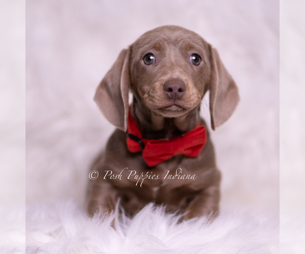 Medium Photo #2 Dachshund Puppy For Sale in WARSAW, IN, USA