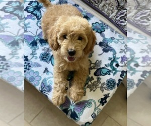 Goldendoodle (Miniature) Puppy for sale in TITUSVILLE, FL, USA