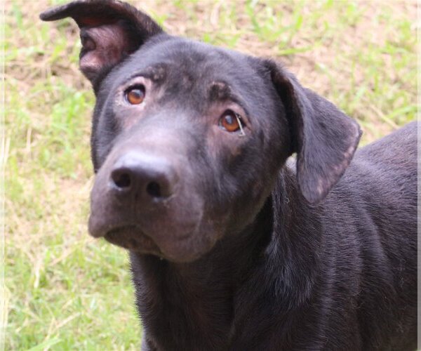 Medium Photo #1 Mutt Puppy For Sale in Jackson, MS, USA
