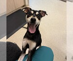 Small #1 Shiba Inu Mix