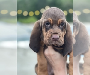 Bloodhound Puppy for sale in TRAFFORD, AL, USA