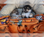Small Photo #11 Shiba Inu Puppy For Sale in MANITO, IL, USA