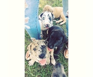 Great Dane Puppy for sale in EDGEFIELD, SC, USA