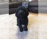 Small Photo #1 Labradoodle Puppy For Sale in CHETEK, WI, USA