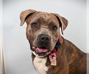 American Pit Bull Terrier Dogs for adoption in Fort Collins, CO, USA