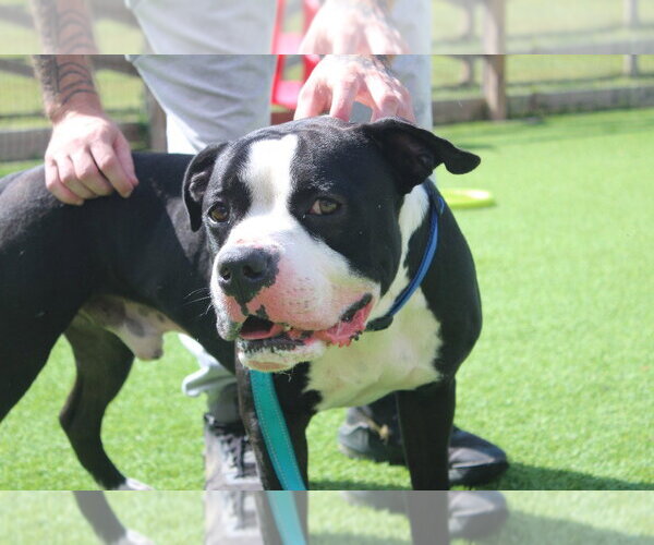 Medium Photo #3 American Bulldog Puppy For Sale in Chestertown, MD, USA