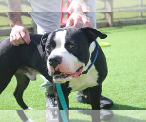 Boulderface - Male American Bulldog Dog for Adoption - Photo #3