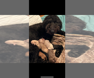 Goldendoodle Litter for sale in OLIVE BRANCH, MS, USA