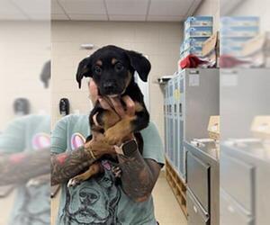 German Shepherd Dog-Unknown Mix Dogs for adoption in Grand Prairie, TX, USA