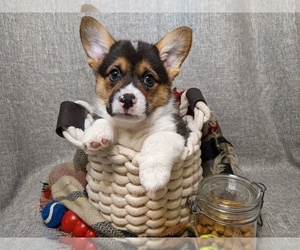 Pembroke Welsh Corgi Puppy for sale in COLLEGE PLACE, WA, USA