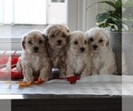 Small Photo #2 Maltipoo Puppy For Sale in MANHEIM, PA, USA