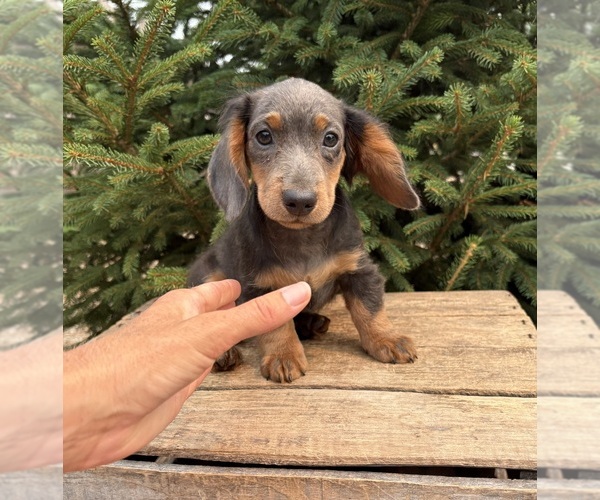 Medium Photo #4 Dachshund Puppy For Sale in MIDDLEBURY, IN, USA