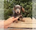 Small #3 Dachshund