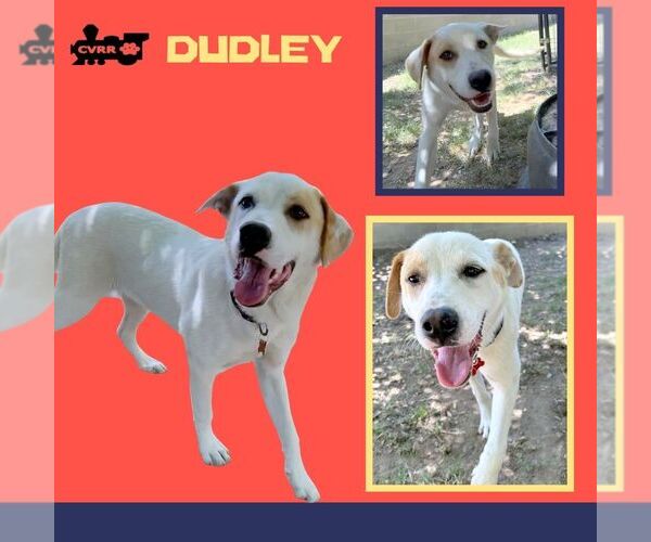 Medium Photo #1 Retriever -Unknown Mix Puppy For Sale in Lindsay, CA, USA