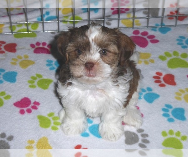Medium Photo #17 Shorkie Tzu Puppy For Sale in ORO VALLEY, AZ, USA