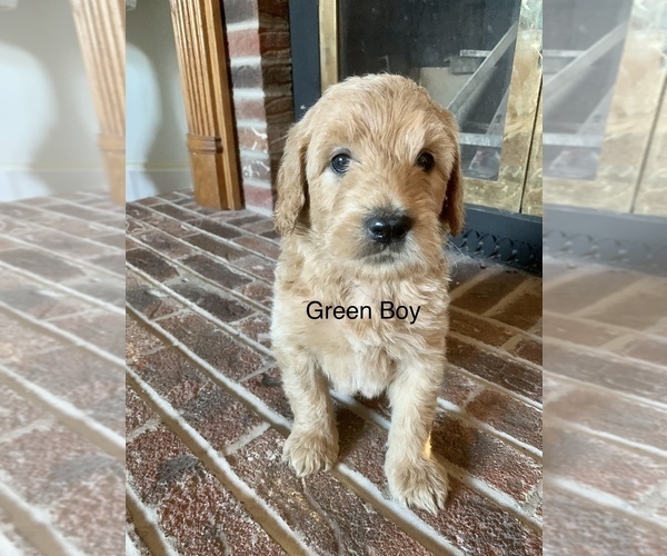 Medium Photo #4 Goldendoodle Puppy For Sale in ANTWERP, NY, USA