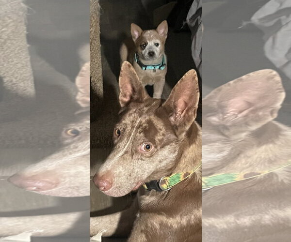 Medium Photo #1 Catahoula Leopard Dog-Unknown Mix Puppy For Sale in Chandler, AZ, USA