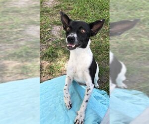 Rat Terrier Dogs for adoption in Weston, FL, USA