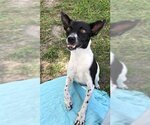 Small Photo #1 Rat Terrier Puppy For Sale in Weston, FL, USA