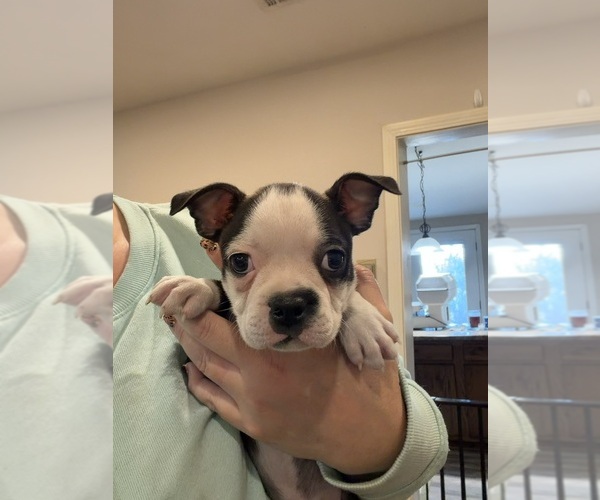 Medium Photo #1 Boston Terrier Puppy For Sale in FREDONIA, KS, USA