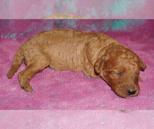 Medium Photo #4 Labradoodle Puppy For Sale in LA HABRA, CA, USA