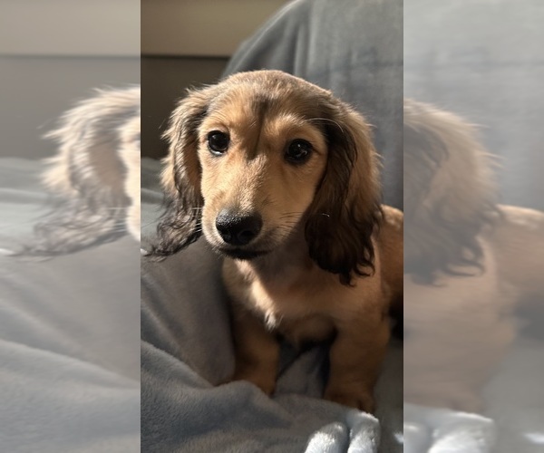 Medium Photo #1 Dachshund Puppy For Sale in MEMPHIS, TN, USA