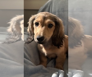 Dachshund Puppy for sale in MEMPHIS, TN, USA