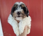 Small Photo #2 Miniature Bernedoodle Puppy For Sale in PLACERVILLE, CA, USA