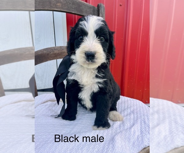 Medium Photo #2 Bernedoodle Puppy For Sale in SPENCER, IN, USA