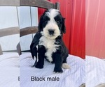 Small #1 Bernedoodle