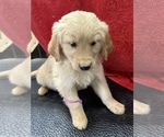 Small Photo #1 Golden Retriever Puppy For Sale in SENATOBIA, MS, USA