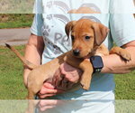 Small Photo #4 Retriever -Unknown Mix Puppy For Sale in Prattville, AL, USA
