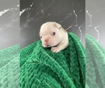 Small Photo #159 Boston Terrier Puppy For Sale in TULARE, CA, USA