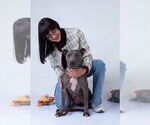 Small #1 American Pit Bull Terrier