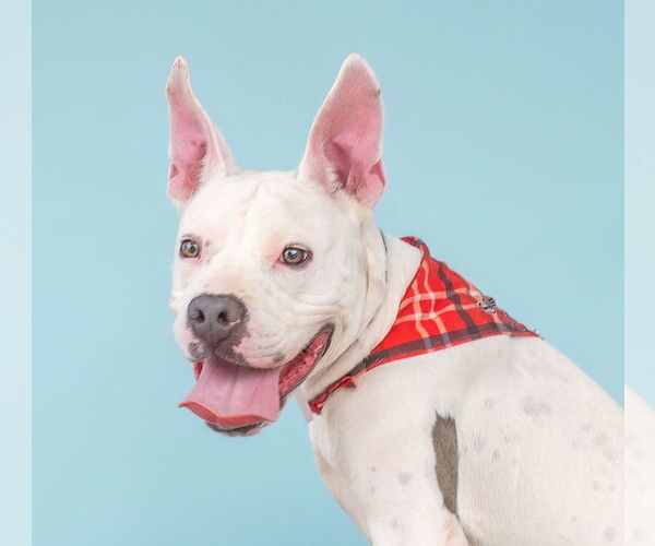 Medium Photo #1 American Pit Bull Terrier Puppy For Sale in Pasadena, CA, USA