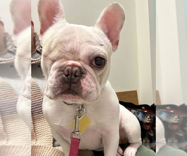 Medium Photo #1 French Bulldog-Unknown Mix Puppy For Sale in Petaluma, CA, USA