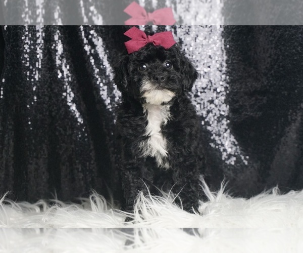 Medium Photo #3 Poodle (Toy) Puppy For Sale in WARSAW, IN, USA