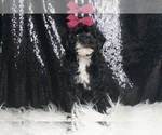 Small Photo #3 Poodle (Toy) Puppy For Sale in WARSAW, IN, USA