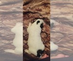 Puppy 5 Miniature Australian Shepherd-Texas Heeler Mix