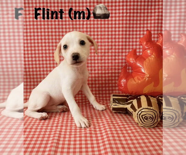 Medium Photo #2 Jack Russell Terrier-Labrador Retriever Mix Puppy For Sale in Aurora, IN, USA