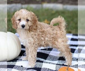 Cockapoo Puppy for sale in RONKS, PA, USA