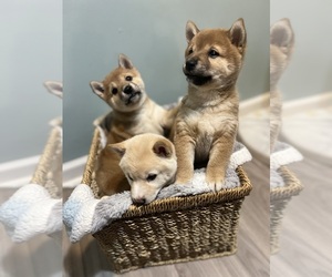 Shiba Inu Puppy for sale in DUNCAN, SC, USA