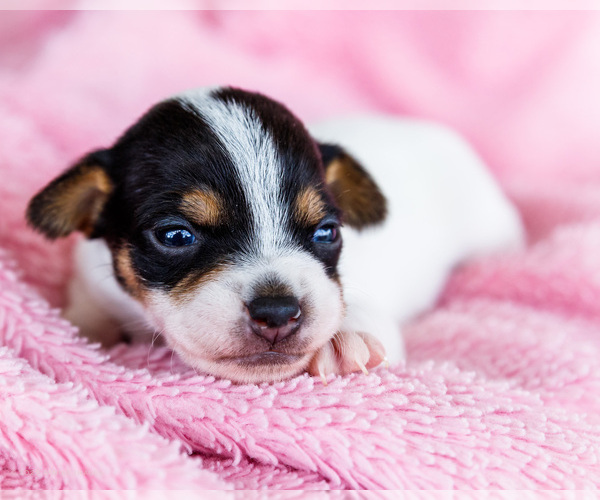 Medium Photo #8 Fox Terrier (Smooth)-Fox Terrier (Toy) Mix Puppy For Sale in WAKARUSA, IN, USA