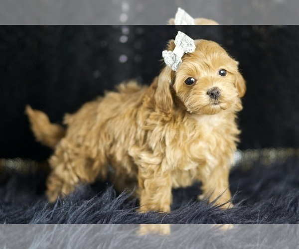 Medium Photo #3 Maltipoo Puppy For Sale in WARSAW, IN, USA