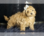 Small Photo #107 Maltipoo Puppy For Sale in WARSAW, IN, USA