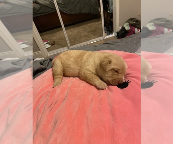 Medium Photo #2 Labrador Retriever Puppy For Sale in CLOVIS, CA, USA