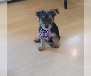 Yorkshire Terrier Puppy for sale in UNION, SC, USA